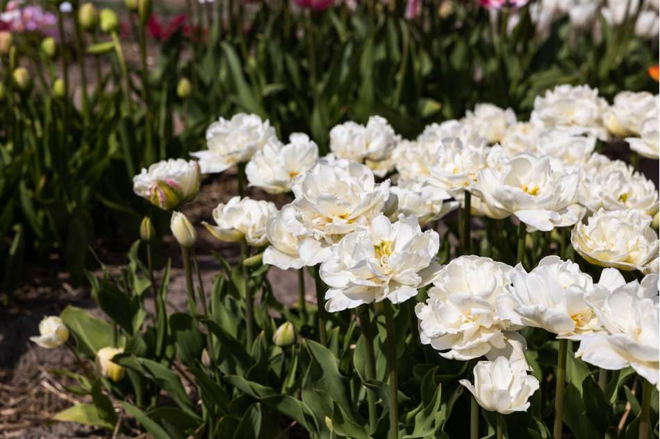 Tulpan 'Mount Tacoma'